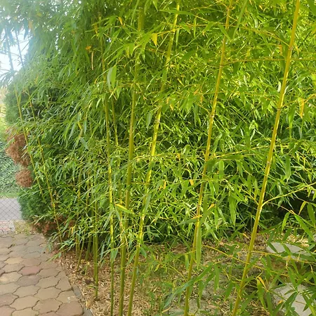 Zoeldlak アパート